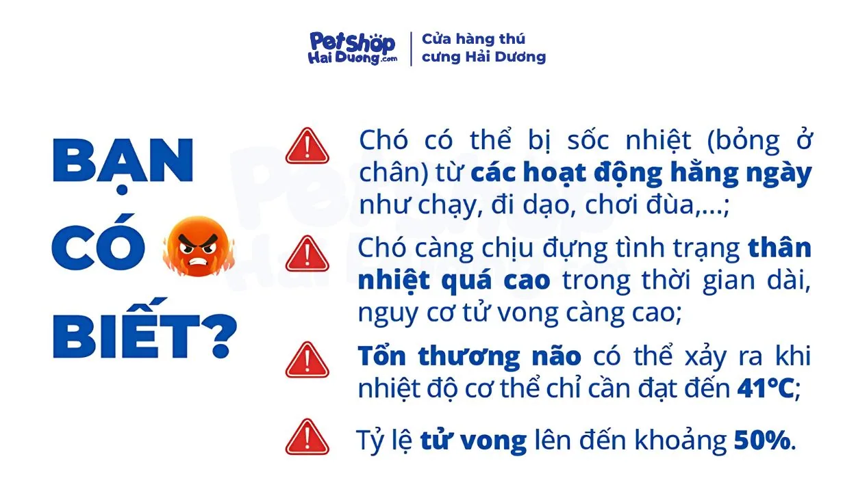ban-co-biet
