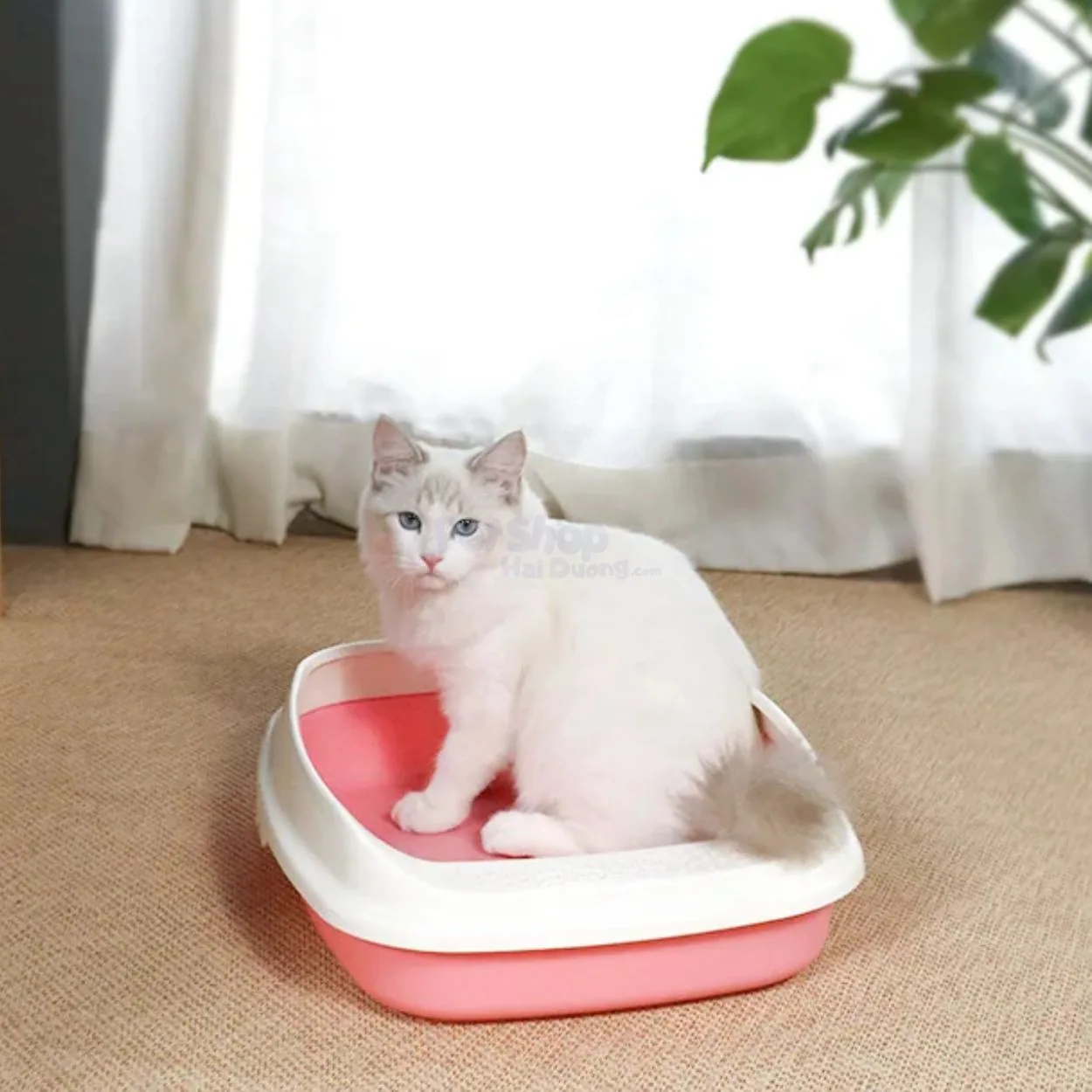 chau-cat-meo12