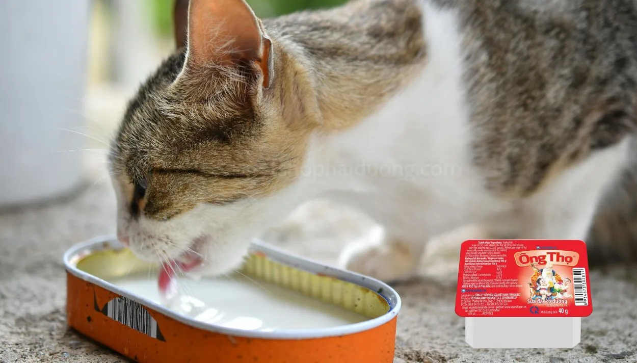 Mèo con uống sữa Ông Thọ được không?
