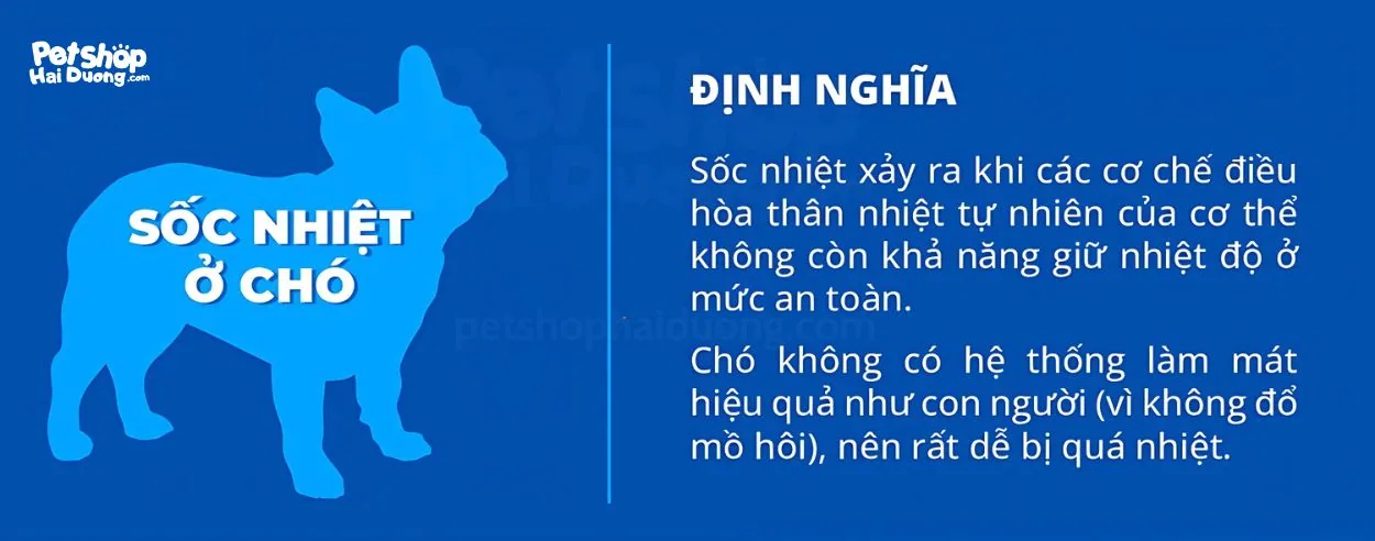 Sốc nhiệt ở chó: Nguy hiểm hơn bạn nghĩ
