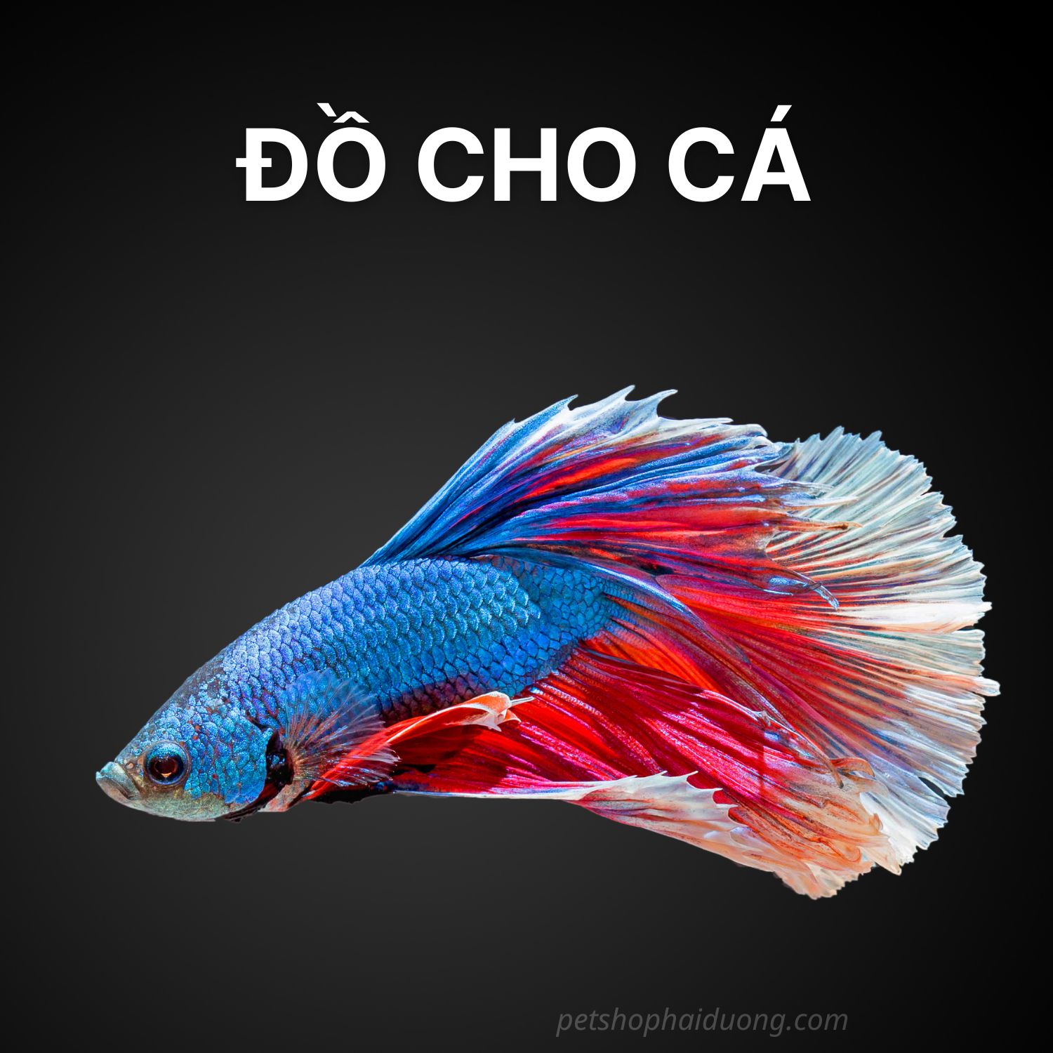ca