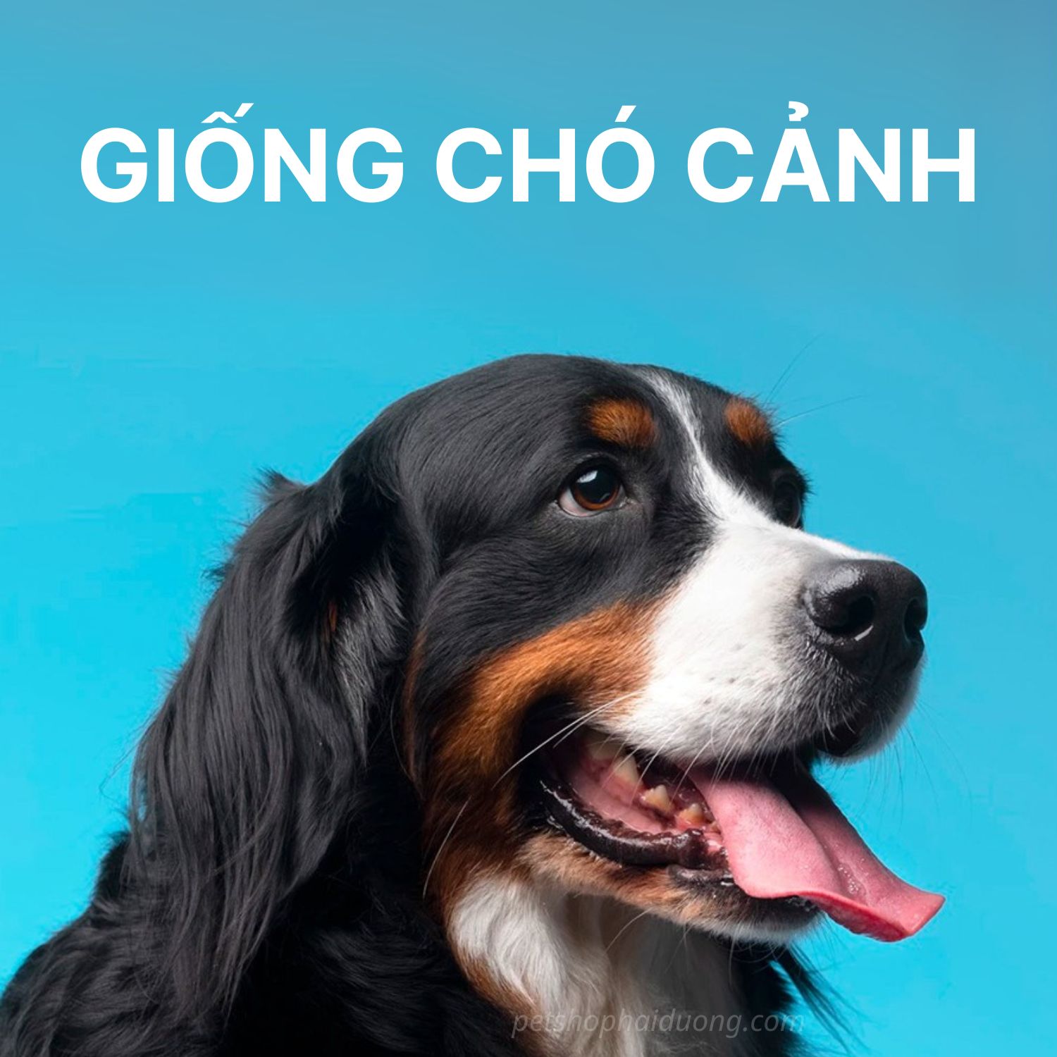 giong-cho-canh2