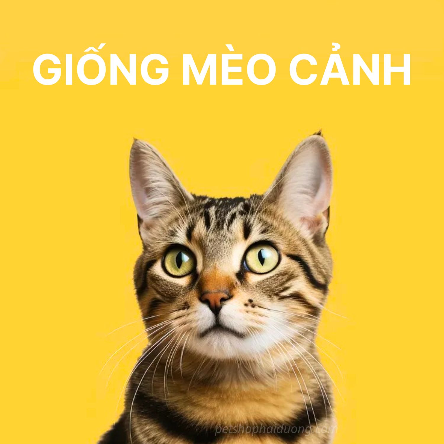 giong-meo-canh1