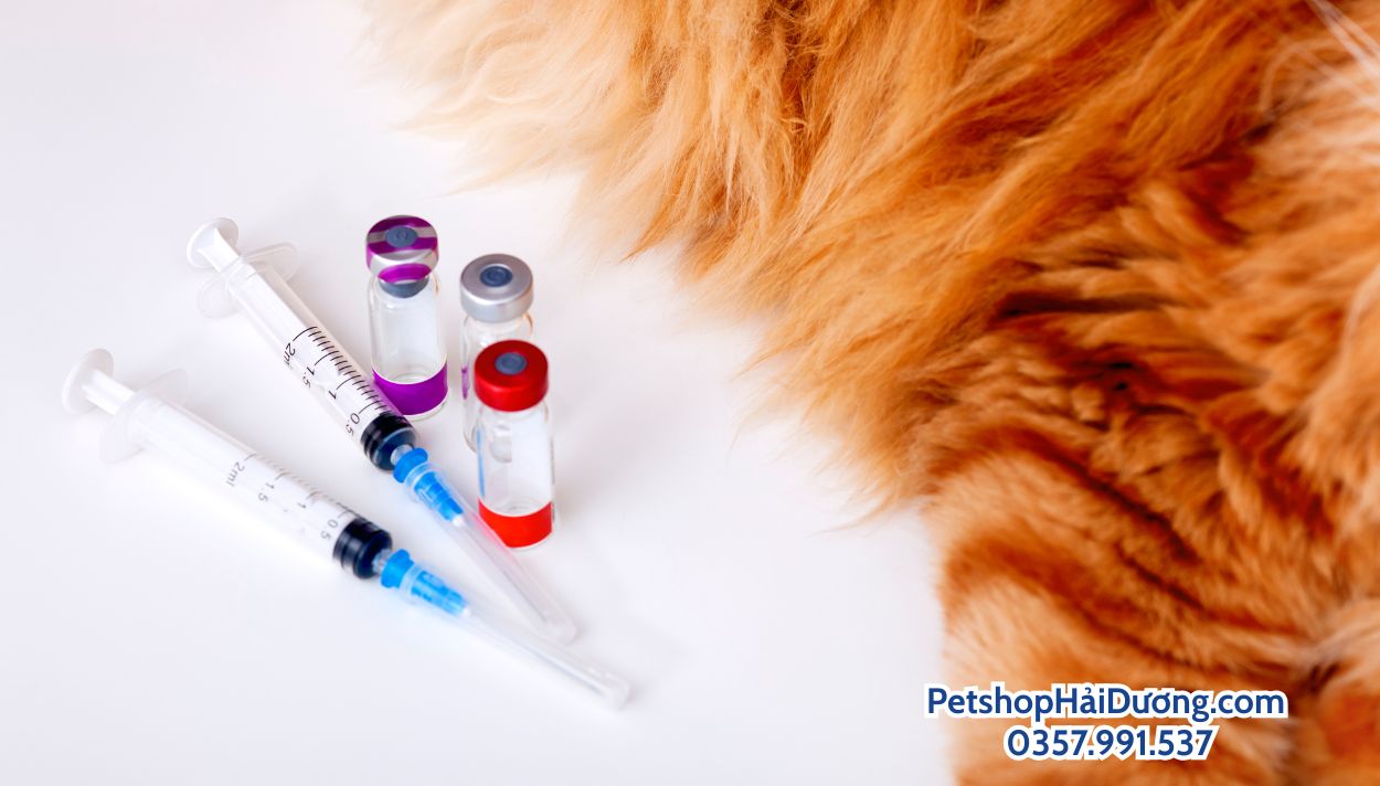 lich-tiem-vaccine-cho-meo