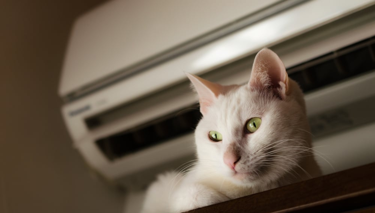 meo-co-nam-trong-dieu-hoa-may-lanh-duoc-khong