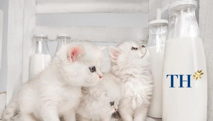 meo-con-uong-sua-th-true-milk-duoc-khong