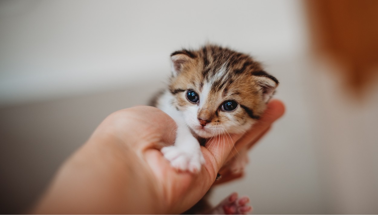 meo-de-mot-con-roi-khong-de-nua1