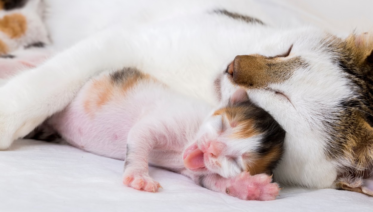 meo-de-mot-con_-co-phai-luu-thai