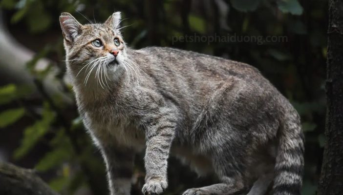 nuoi-meo-rung-co-bi-phat-khong