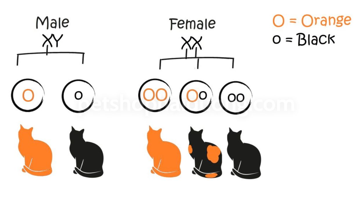 vi-sao-meo-tam-the-duc-lai-hiem