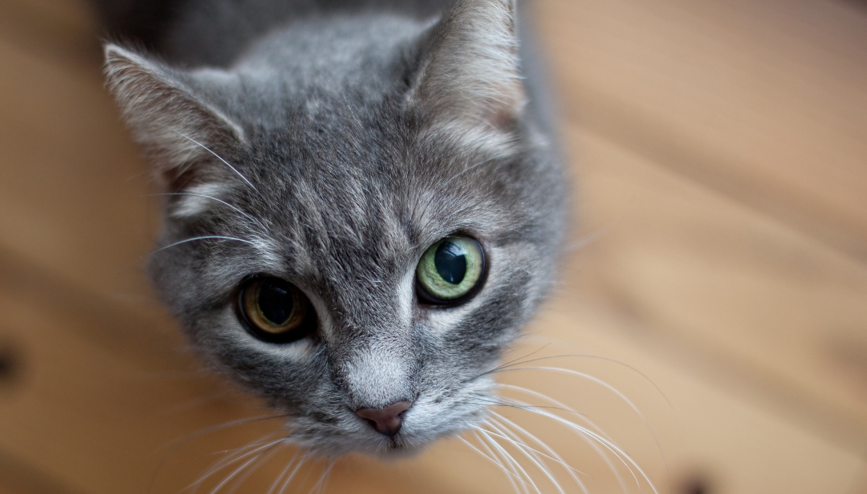 meo-2-mau-mat-co-bi-diec-khong