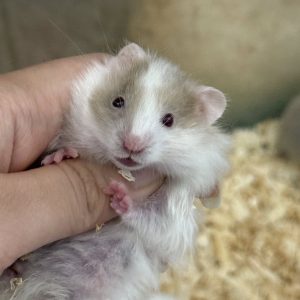 trang-nhung-hamster-1