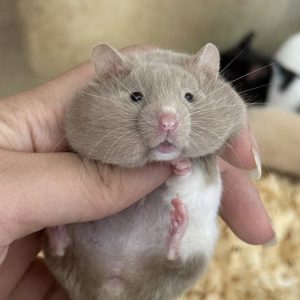 trang-nhung-hamster-2