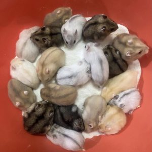 trang-nhung-hamster-5