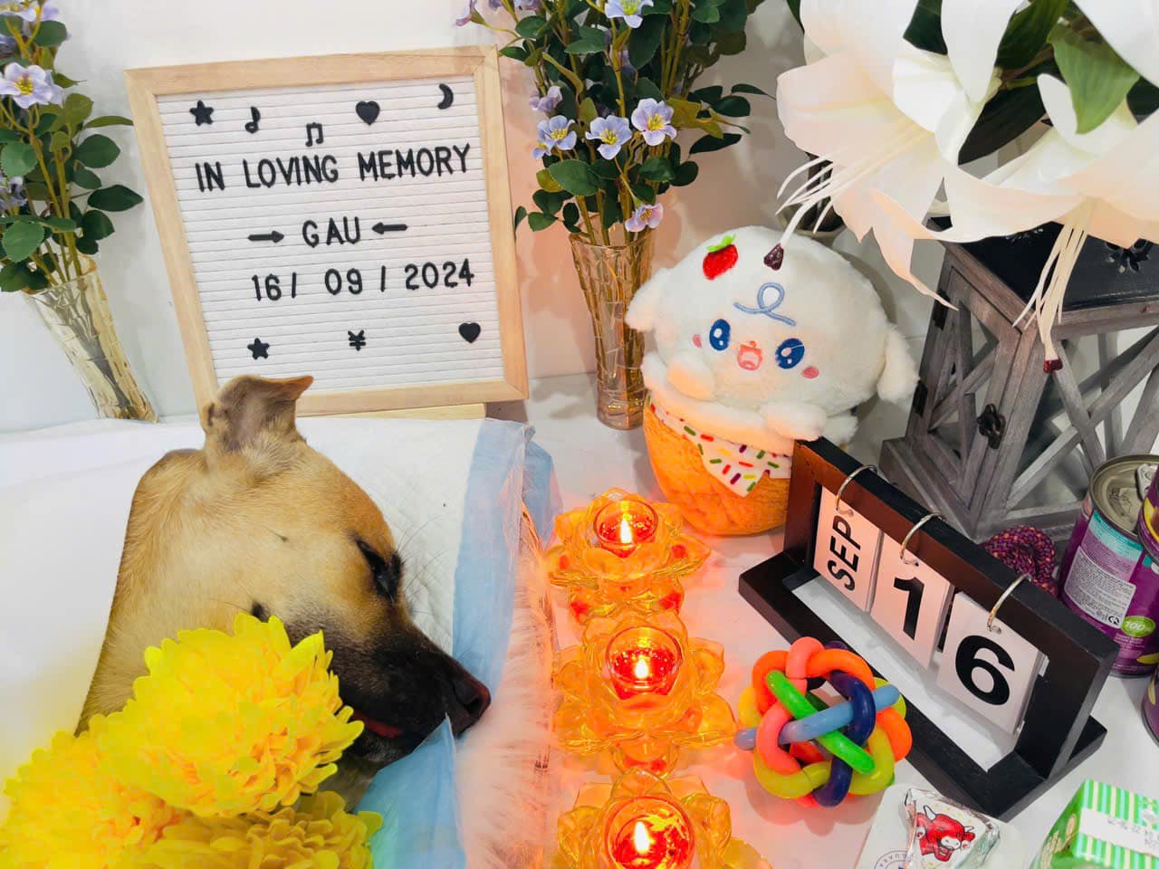 dich-vu-mai-tang-thu-cung-hai-duong